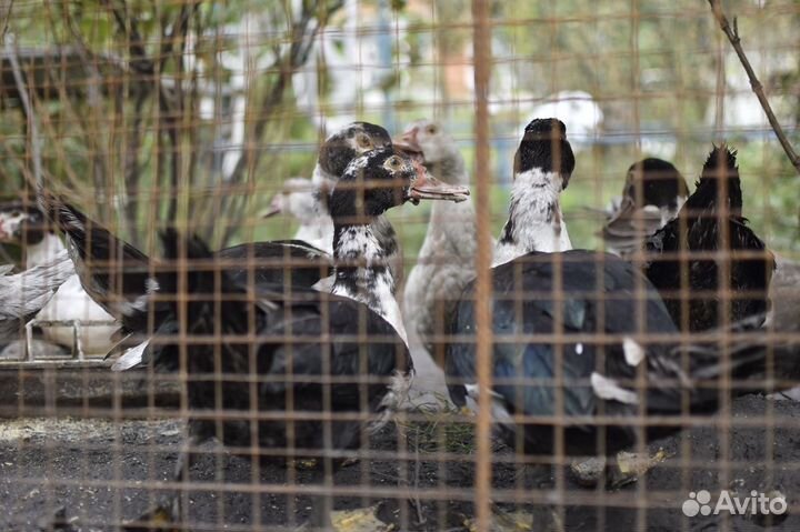 Утки индоутки