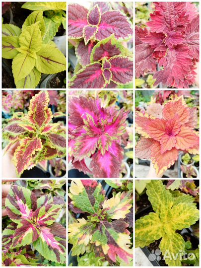 Колеусы сортовые