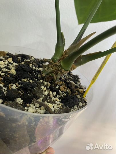 Антуриум кристаллинум гибрид