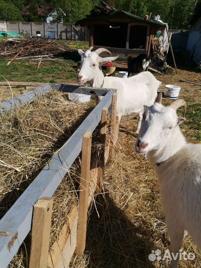 Козье молоко, творог