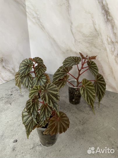 Бегония Irian Jaya