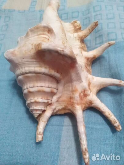 Морская ракушка