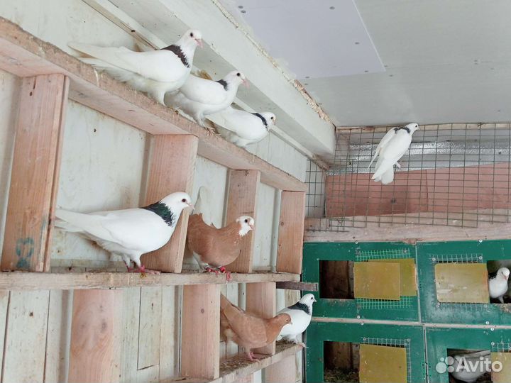 Голуби на продажу