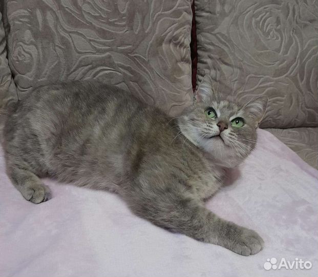 Зеленоглазая красотка кошечка кошка