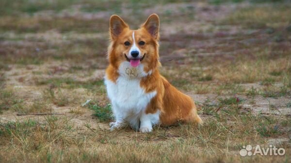 Выгул и передержка собак