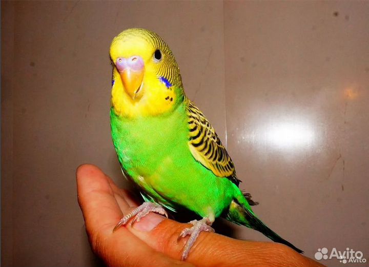 Птенчики 35-55 дней волнистых попугаев