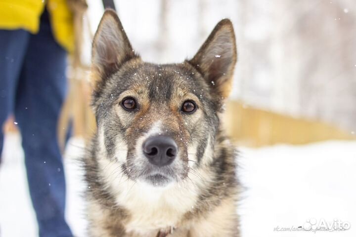 Выгул собак