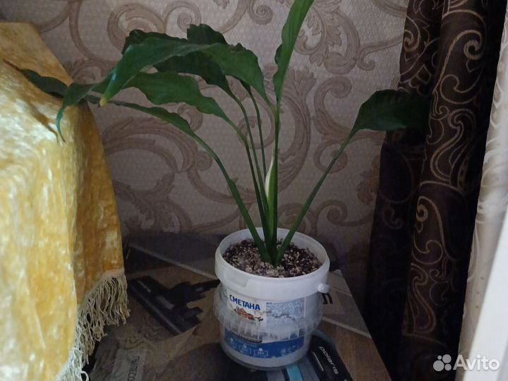 Спатифиллум