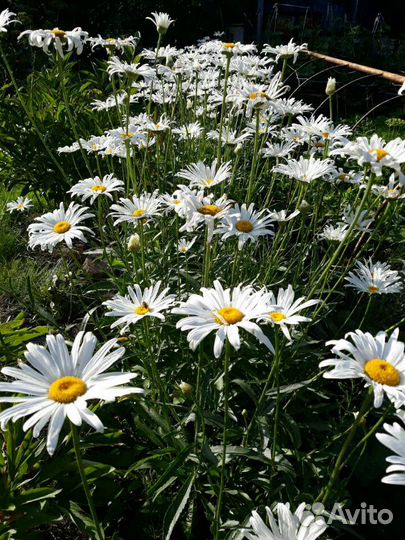 Многолетние растения