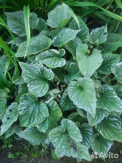 Аконит цветок