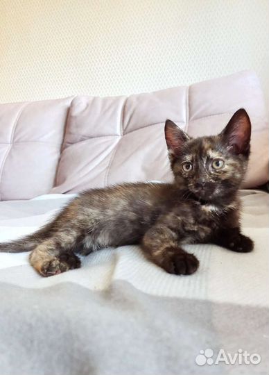 Котенок девочка 2 мес