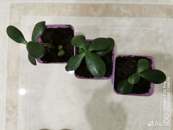 Толстянка (денежное дерево)