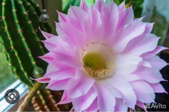 Продам, отростки цветущего кактуса