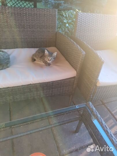 Котята в добрые руки бесплатно