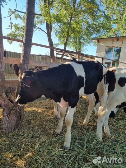 Бычки и телята