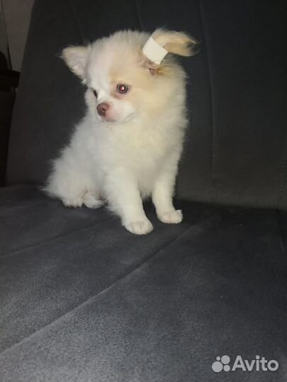 Щенки чихуахуа