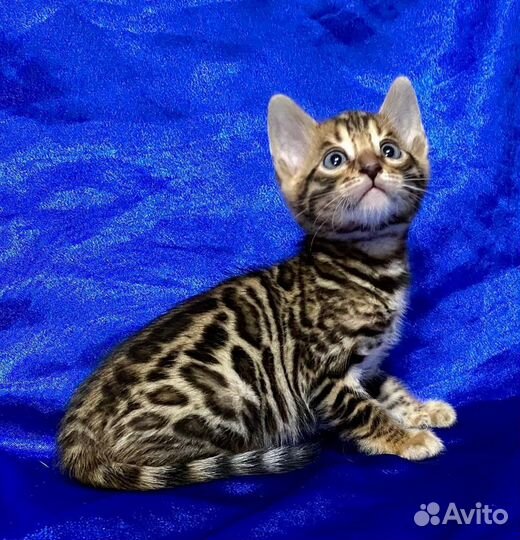 Бенгальские котята