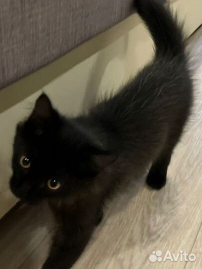 Котёнок мальчик бесплатно