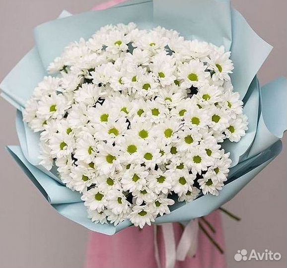 Хризантема Цветы Доставка