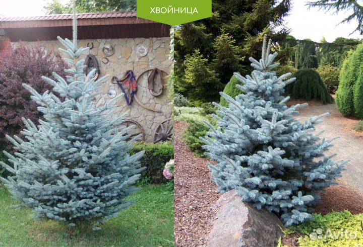 Ель Голубая