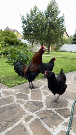 Куры несушки