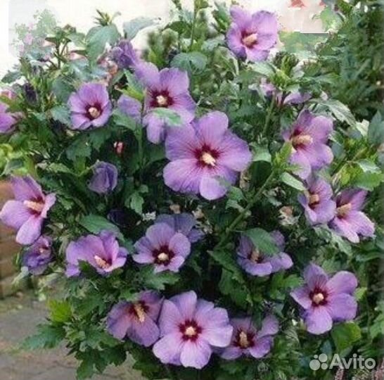 Саженцы Сирийской розы