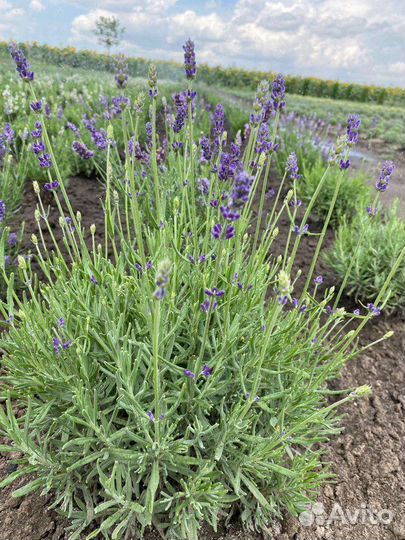 Лаванда в горшке