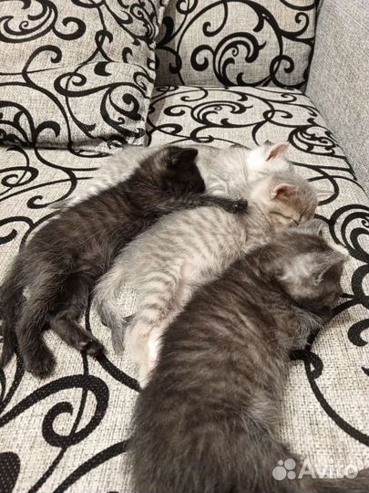 Котятки