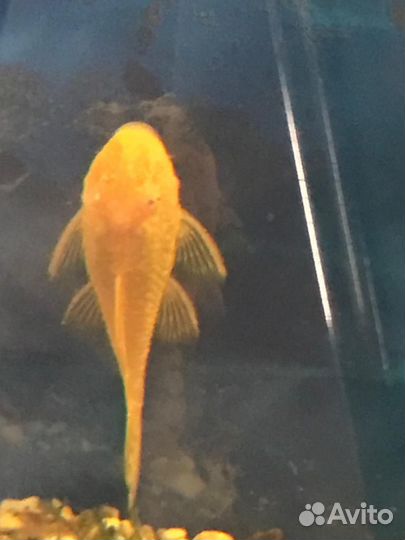 Продам сомиков анциструсов, креветок и улиток