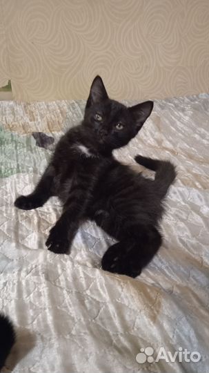Отдам котенка в добрые руки