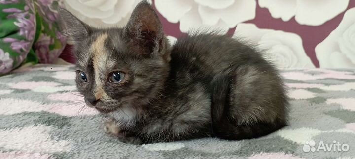 Шотландская кошка