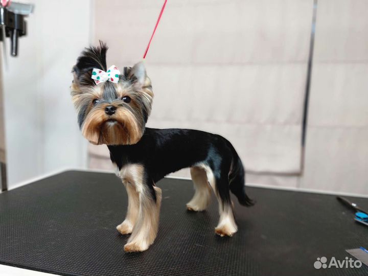 Требуются модели на стрижки. Груминг