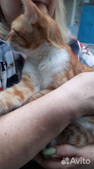 Очаровательный котик-подросток в дар