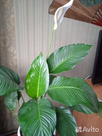 Спатифиллум