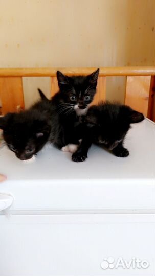 Отдам котята в добрые рукиК лотку приучены