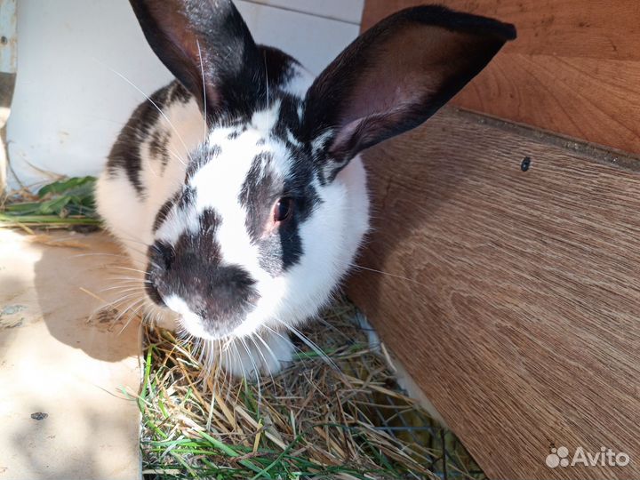 Кролик самец