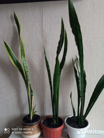 Комнатные цветы. Монстера, маранта и др