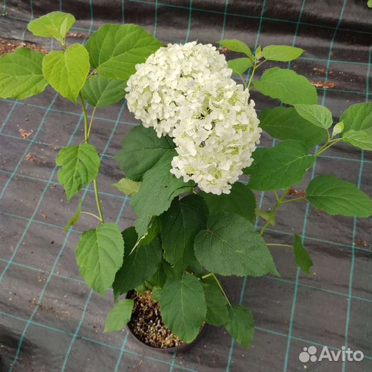 Гортензия древовидная Стронг Аннабель