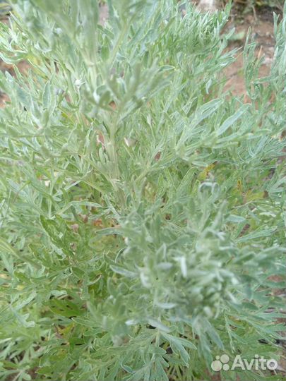 Ромашка садовая, полынь