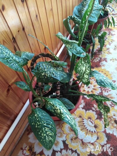 Диффенбахия