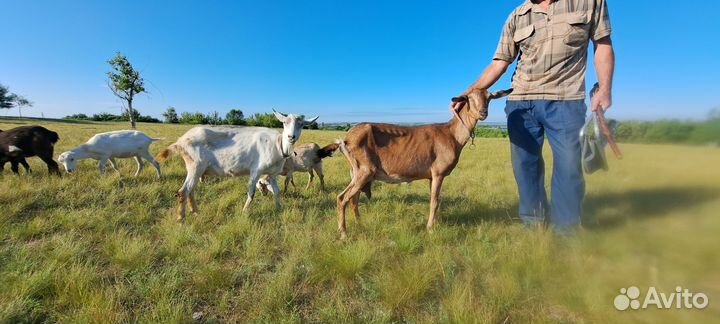 Англо нубийские козы