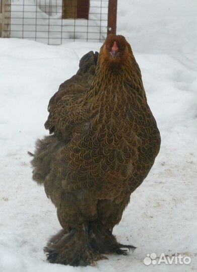 Инкубационное яйцо и цыплята Брама куропатчатая