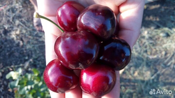 Саженцы черешни
