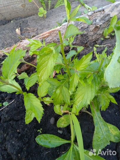 Мята сортовая