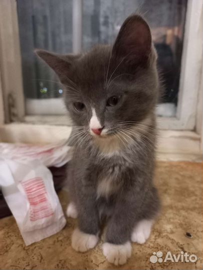 Кот на вязку