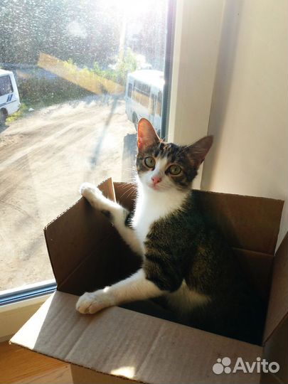 Спасите кошку