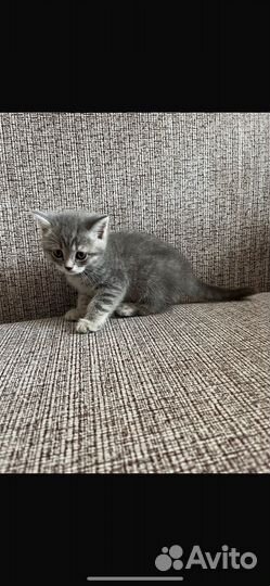 Британские котята