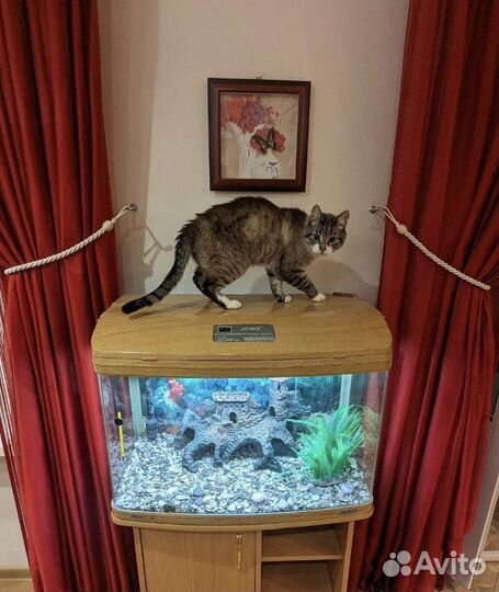 Аквариум с тумбой jebo 375R 143 литра