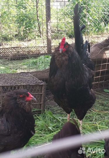 Цыплята Ухейилюй петухи Легбар Маран черно-медный