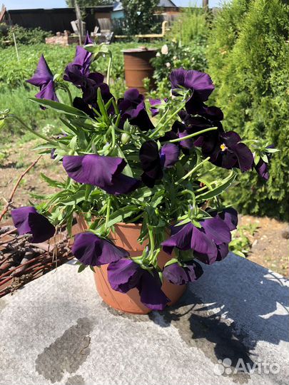 Виола виттрока в горшке